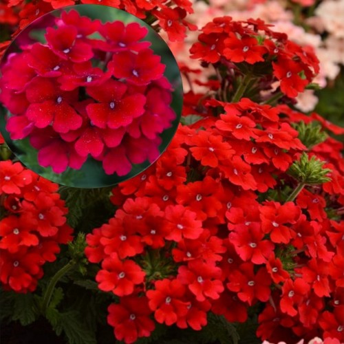 Verbena 'VEPITA Dark Red' - Aed-raudürt 'VEPITA Dark Red' P9/0,55L